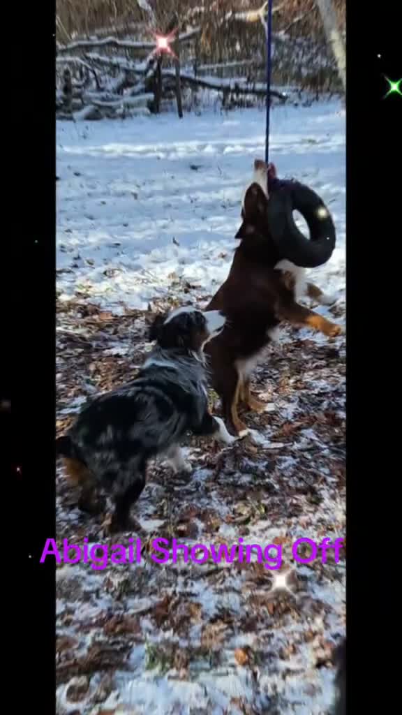 Miniature Australian Shepherd dogs for sale: Miniature Australian Shepherd 1 - Video 4