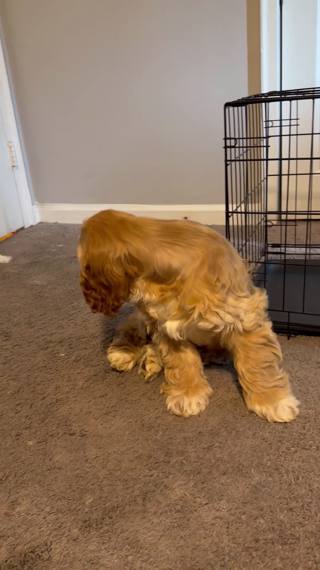Cocker Spaniel dogs for sale: Byrce - Video 2