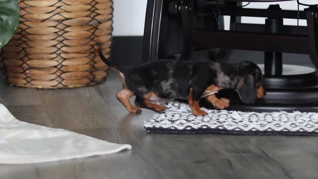 Miniature Dachshund dogs for sale: Anson - Video 1