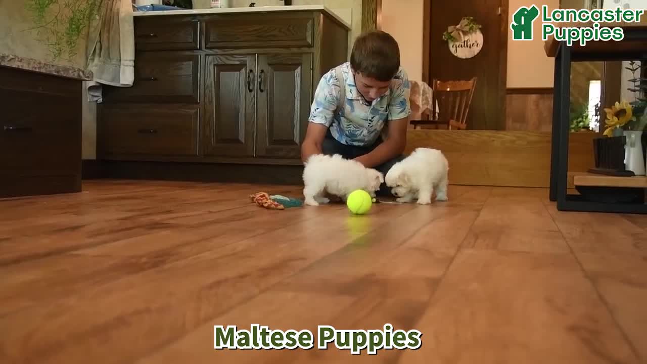 Maltese dogs for sale: Snowflake - Video 1