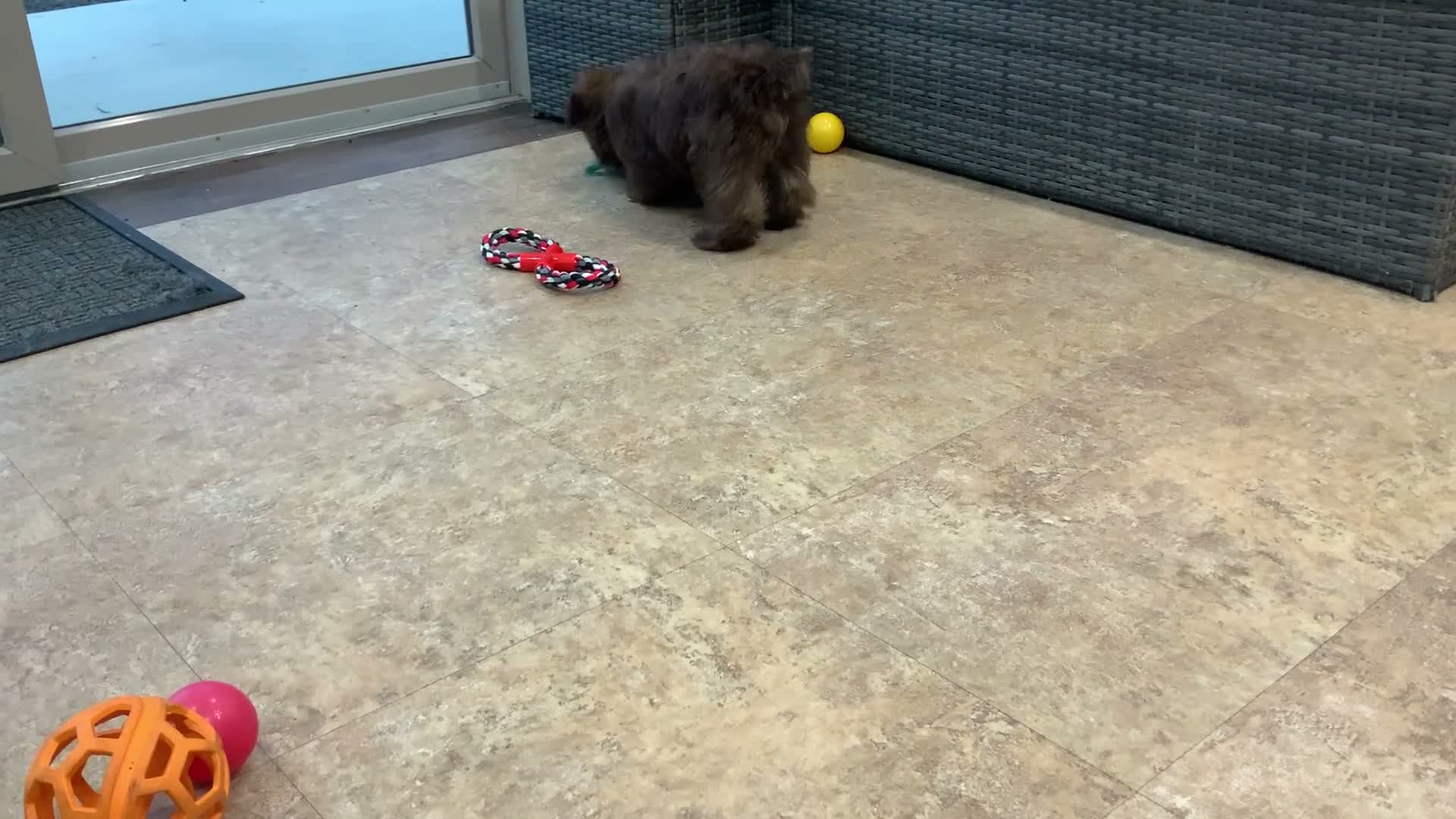 Shihpoo dogs for sale: Teddy - Video 1