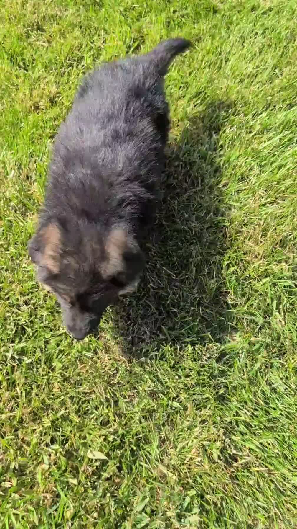 German Shepherd dogs for sale: Zeus - Video 3