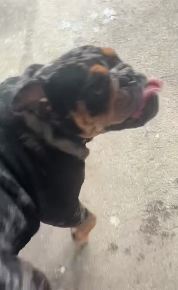 English Bulldog dogs for sale: English Bulldog 1 - Video 1