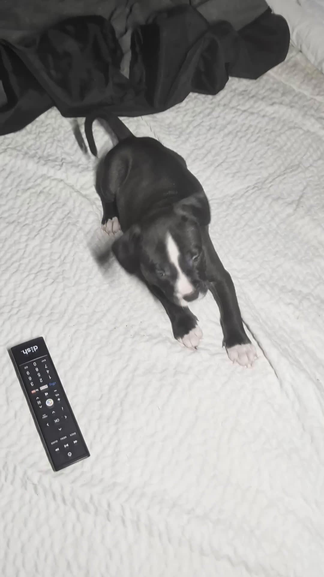 American Pit Bull Terrier dogs for sale: Taz - Video 2