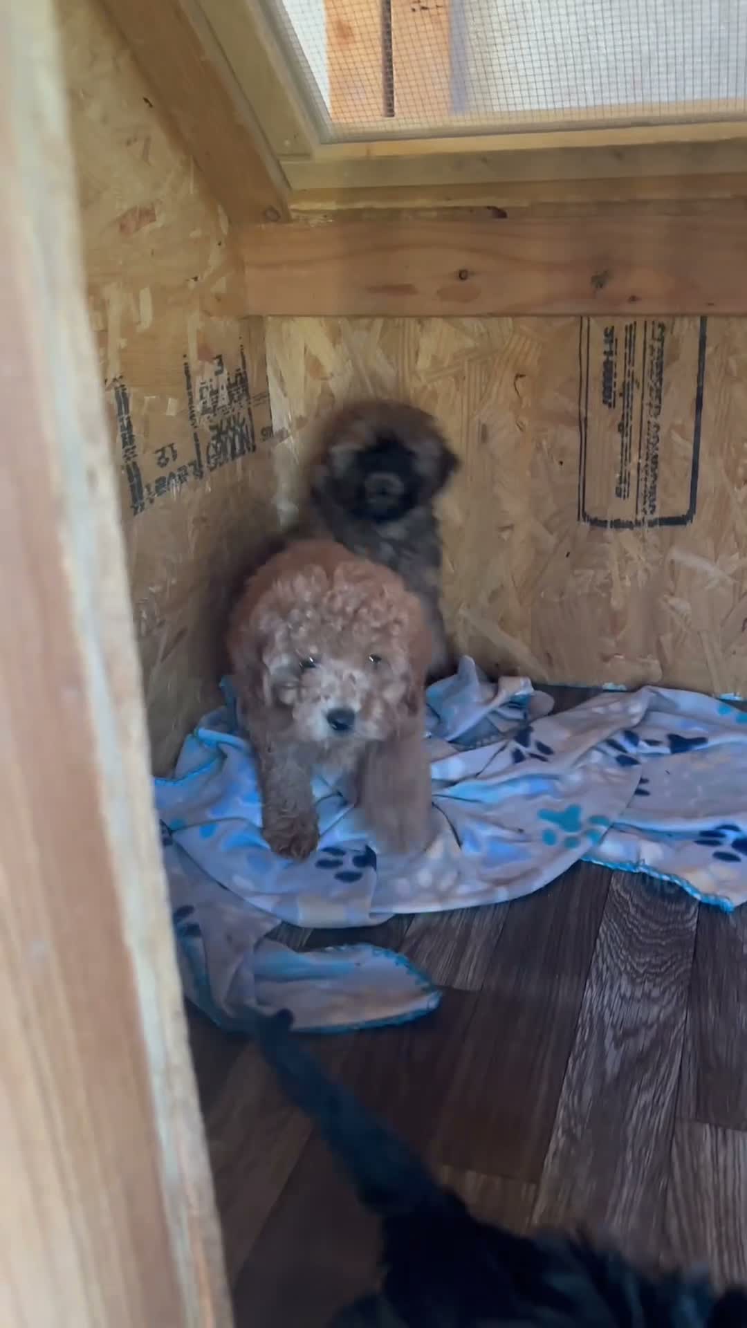 Cavapoo dogs for sale: Cavapoo 3 - Video 1