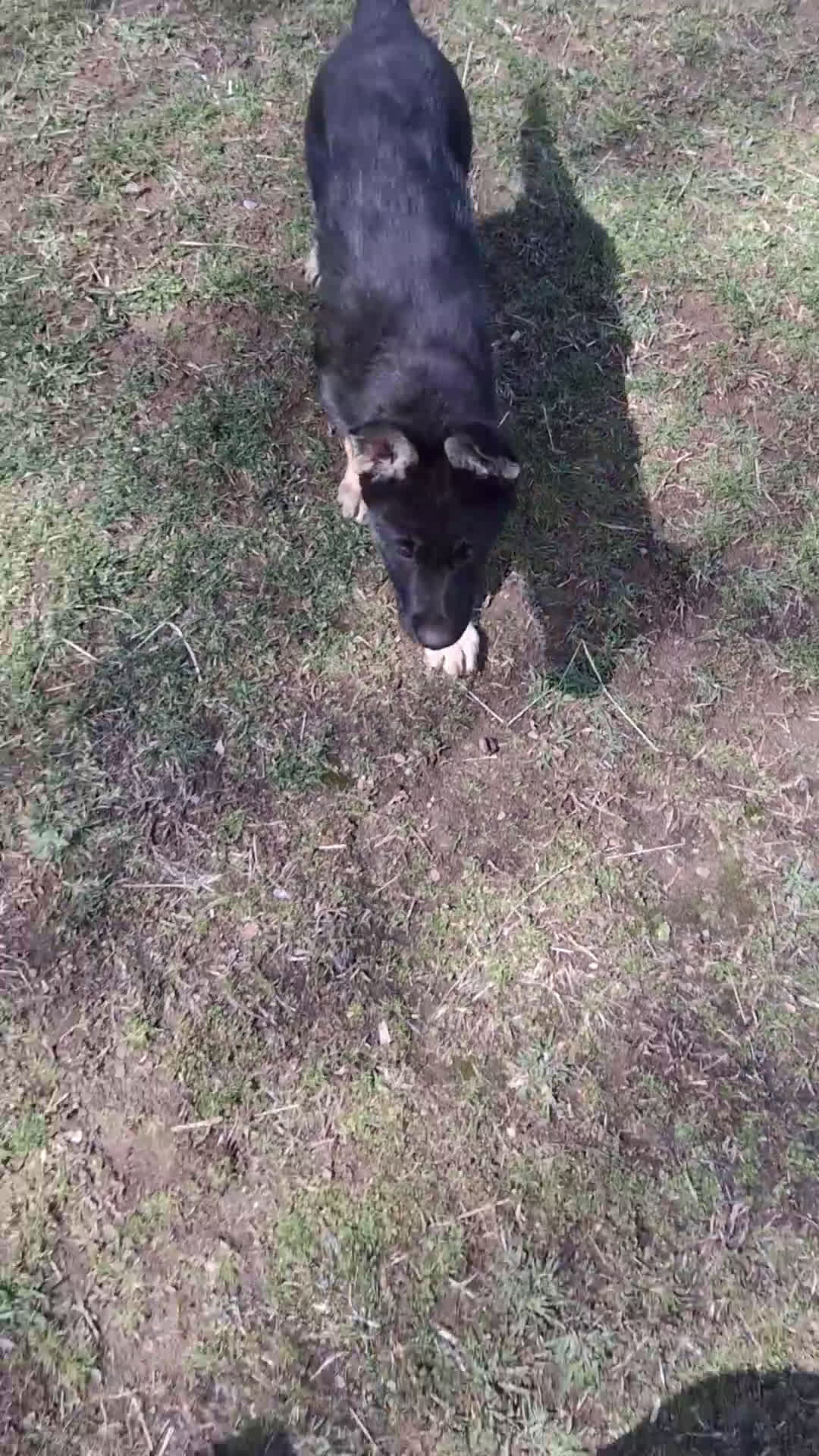 German Shepherd dogs for sale: Ruegger - Video 1