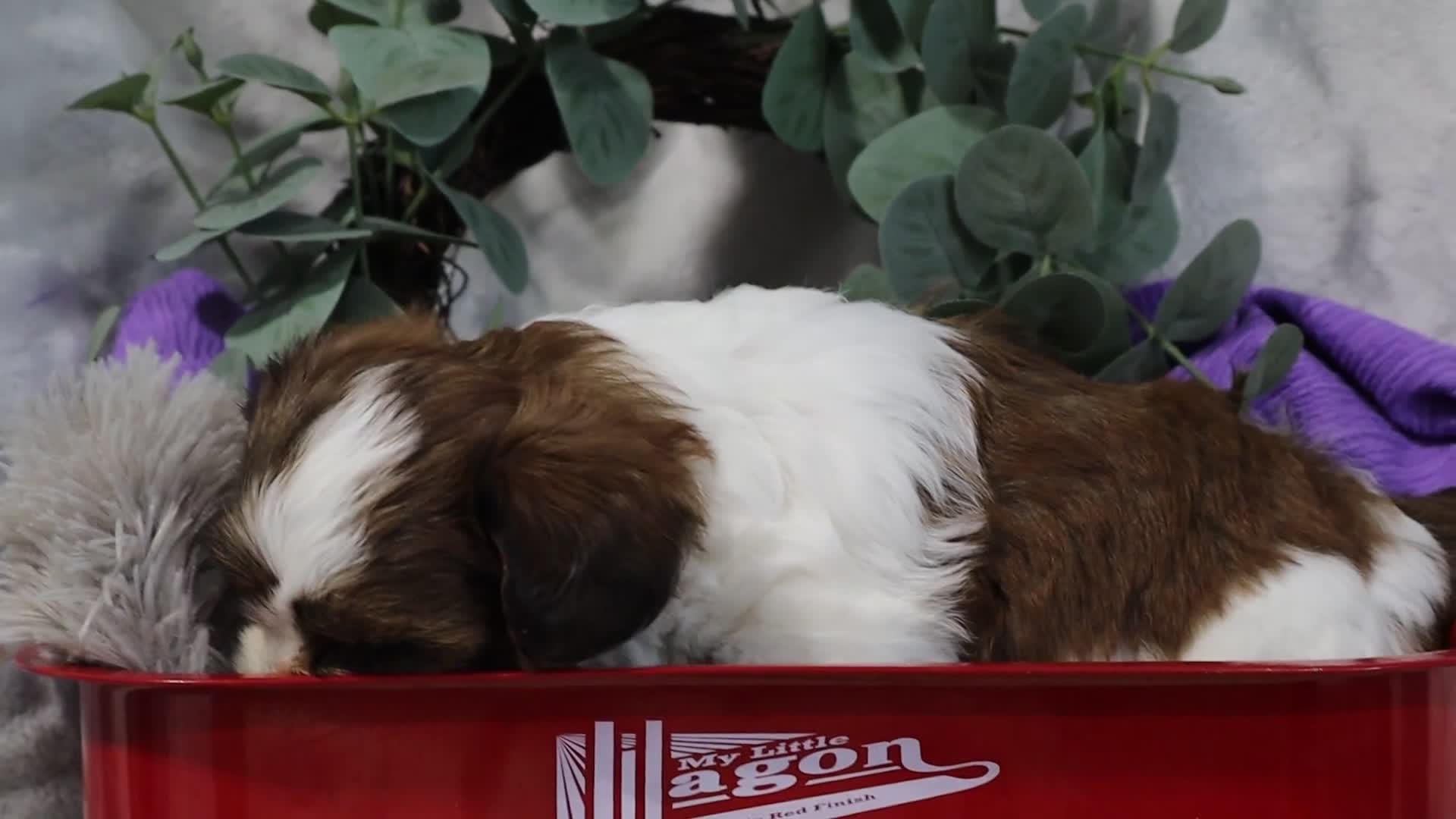 Mixed Breed dogs for sale: Loveda - Video 2