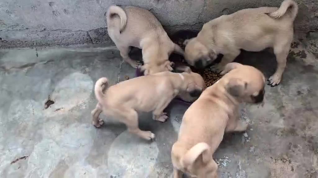 Pug dogs for sale: Pug 3 LIL ROSY - Video 2