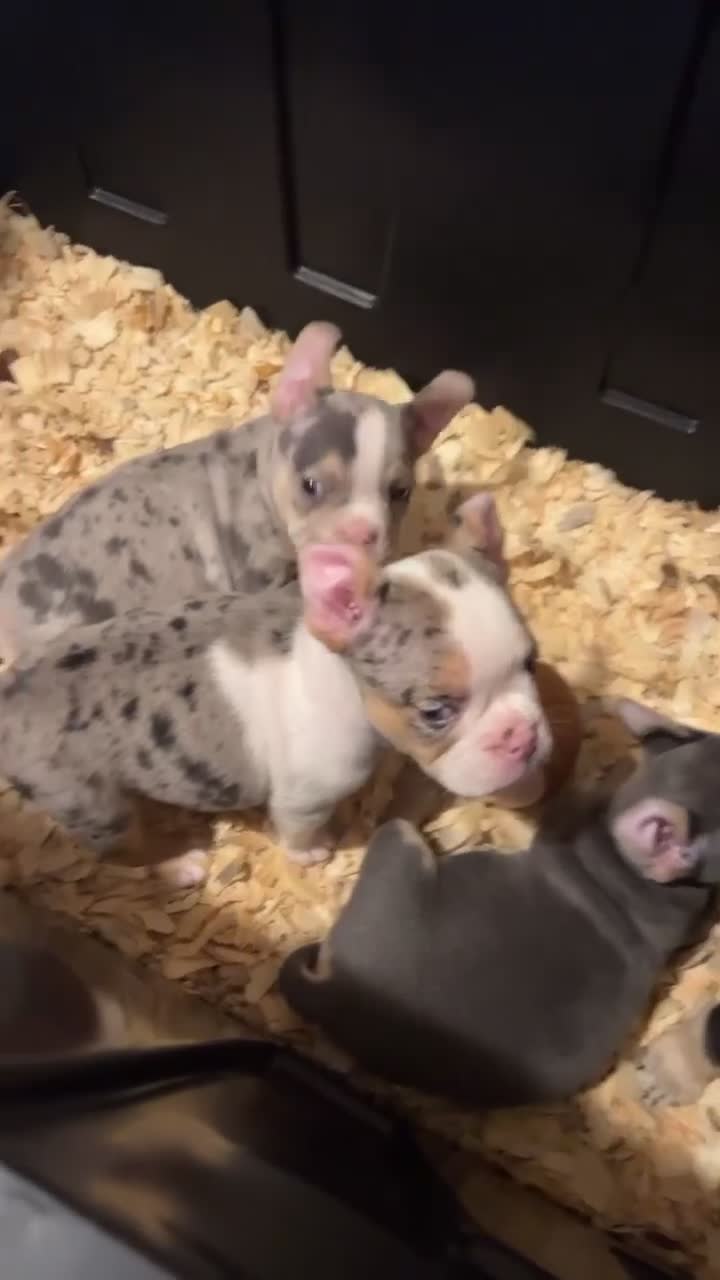 American Bully dogs for sale: American Bully 1 - Video 1