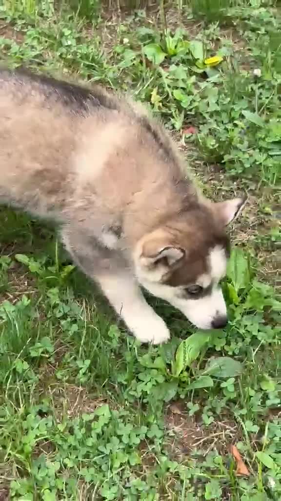 Pomsky dogs for sale: Maverick - Video 1