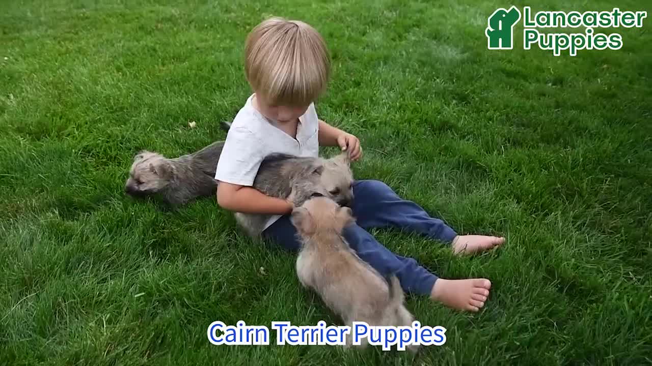 Cairn Terrier dogs for sale: Amber - Video 1