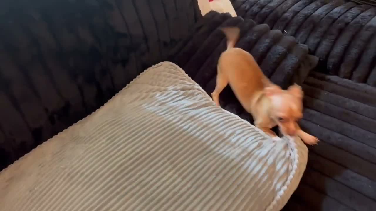 Chihuahua dogs for sale: Mrs anna  - Video 1