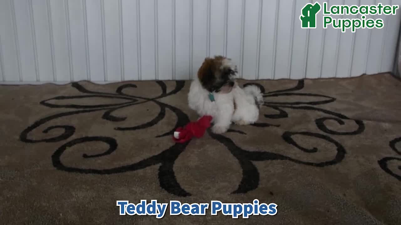 Teddy Bear dogs for sale: Duke - Video 1