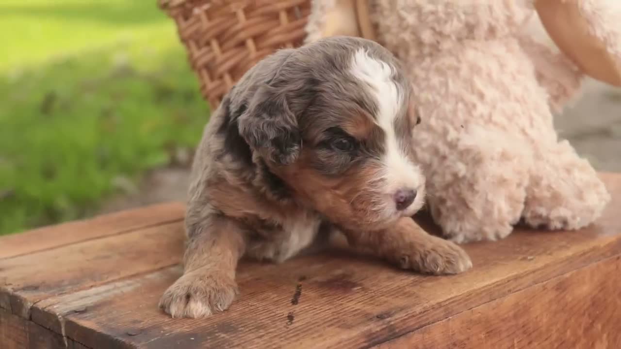Mini Bernedoodle dogs for sale: Cornell F1 Mini Bernedoodle  - Video 10