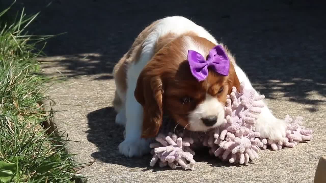 Cavalier King Charles Spaniel dogs for sale: Skylar - Video 3
