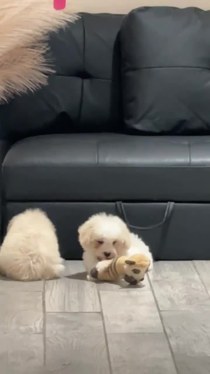 Miniature Poodle dogs for sale: Duke - Video 1