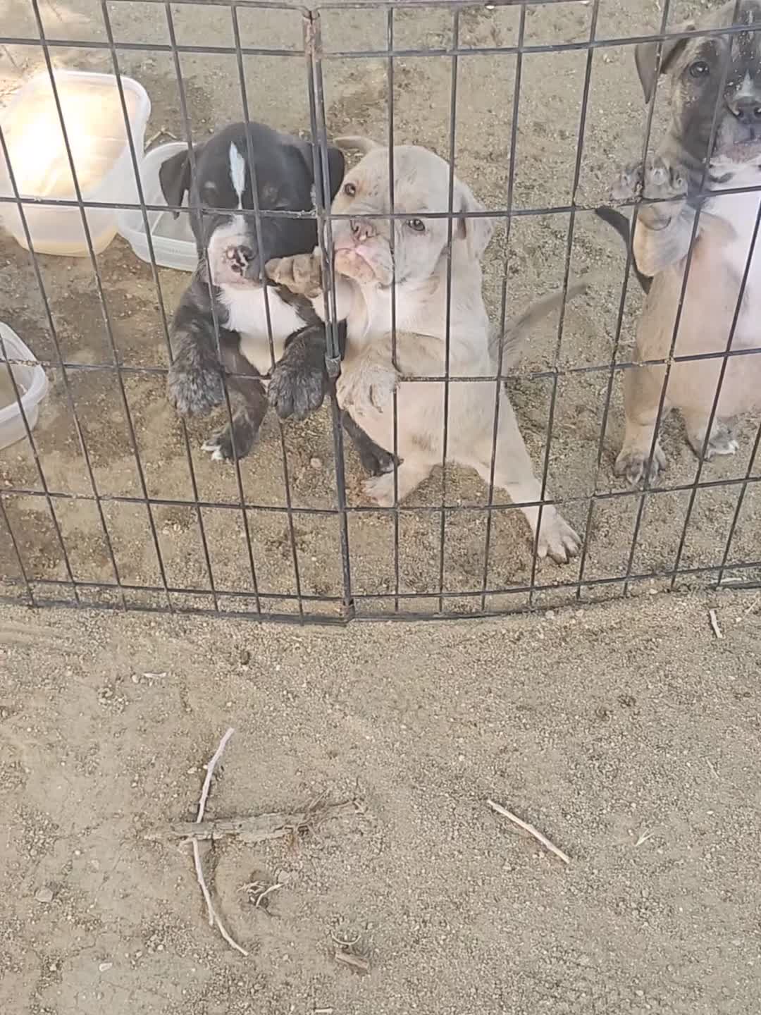 Mixed Breed dogs for sale: Mixed Breed 1 - Video 3