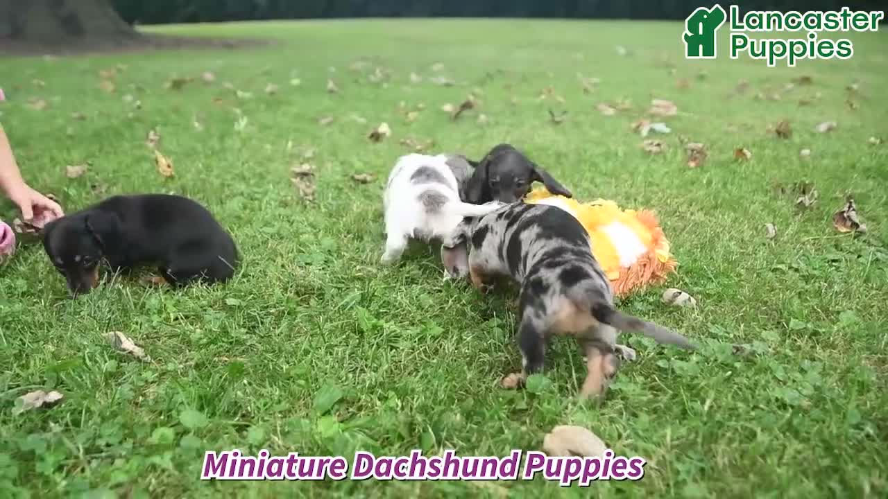 Miniature Dachshund dogs for sale: Ike - Video 1