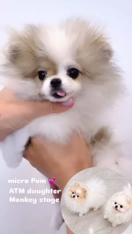 Pomeranian dogs for sale: Labubu  - Video 1