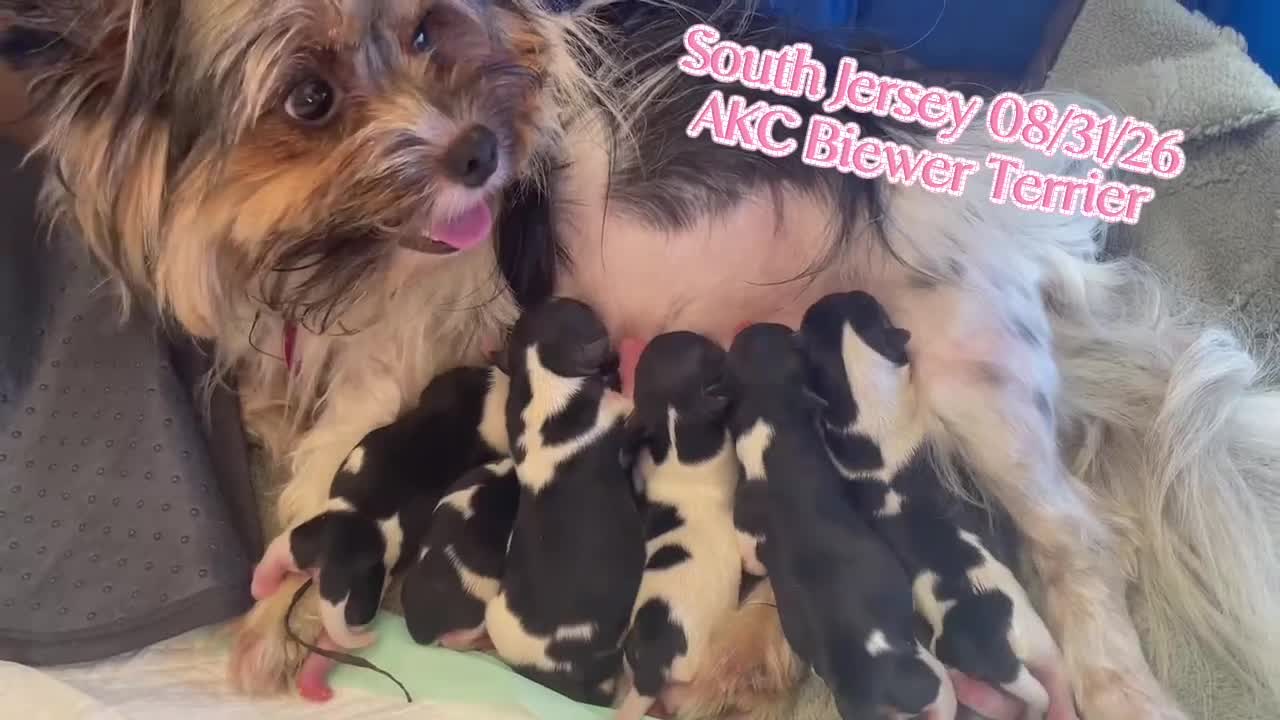 Biewer Terrier dogs for sale: Biewer Terrier 5. Lilly - Video 3