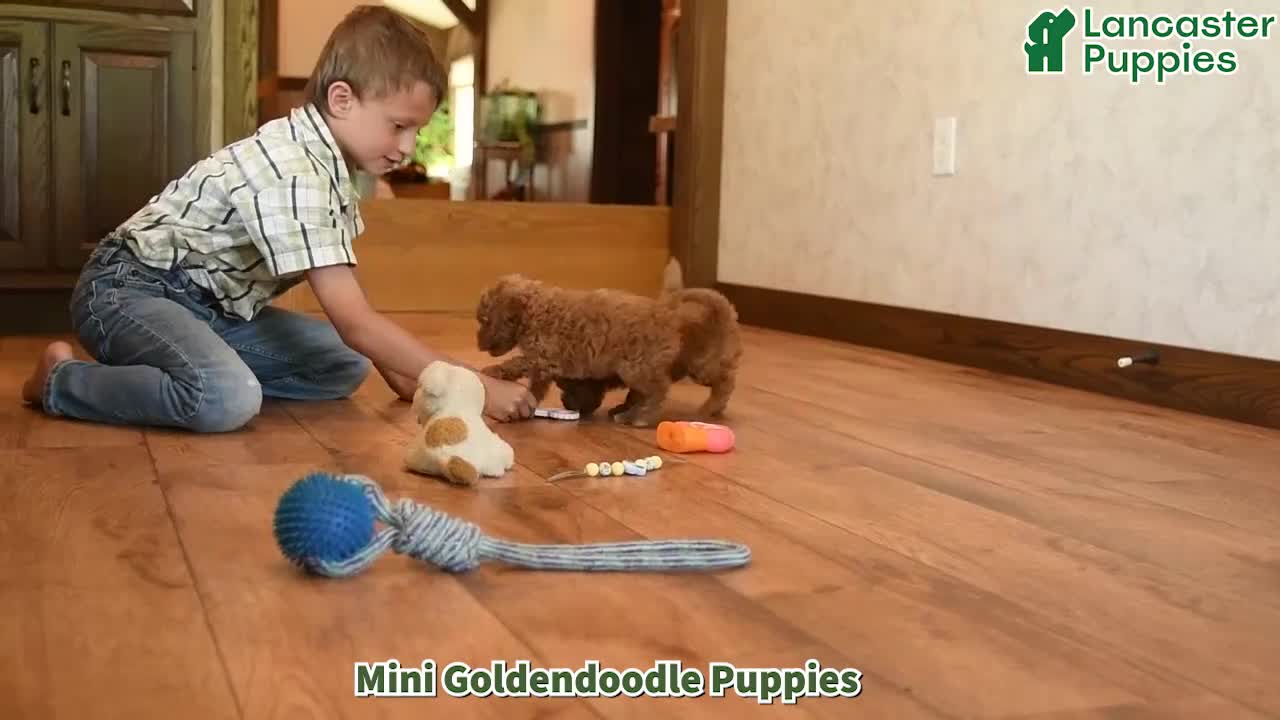 Mini Goldendoodle dogs for sale: Krista - Video 1