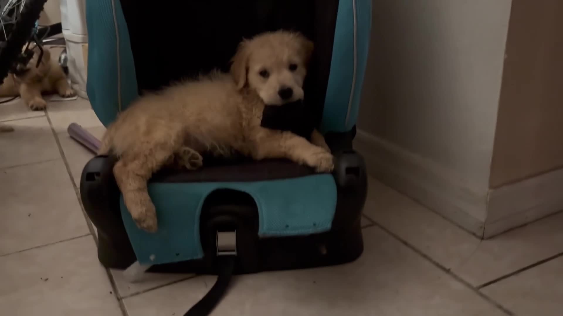 Golden Retriever dogs for sale: Sheeps - Video 3