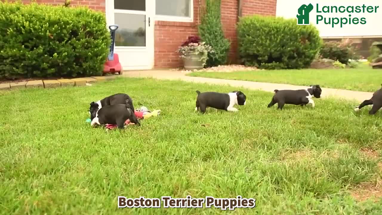 Boston Terrier dogs for sale: Brendan - Video 1
