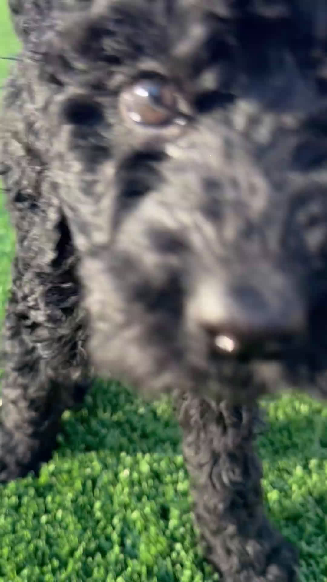 Goldendoodle dogs for sale: Goldendoodle Puppy 5 - Video 1