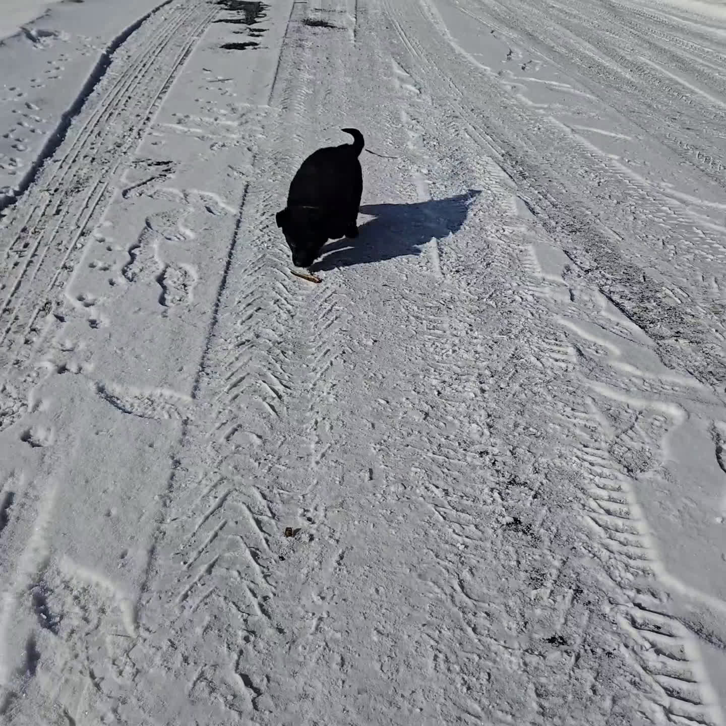 German Shepherd dogs for sale: Randy - Video 1