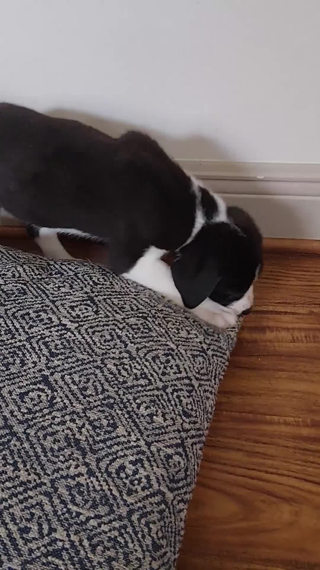 Mixed Breed dogs for sale: Aurora - Video 1