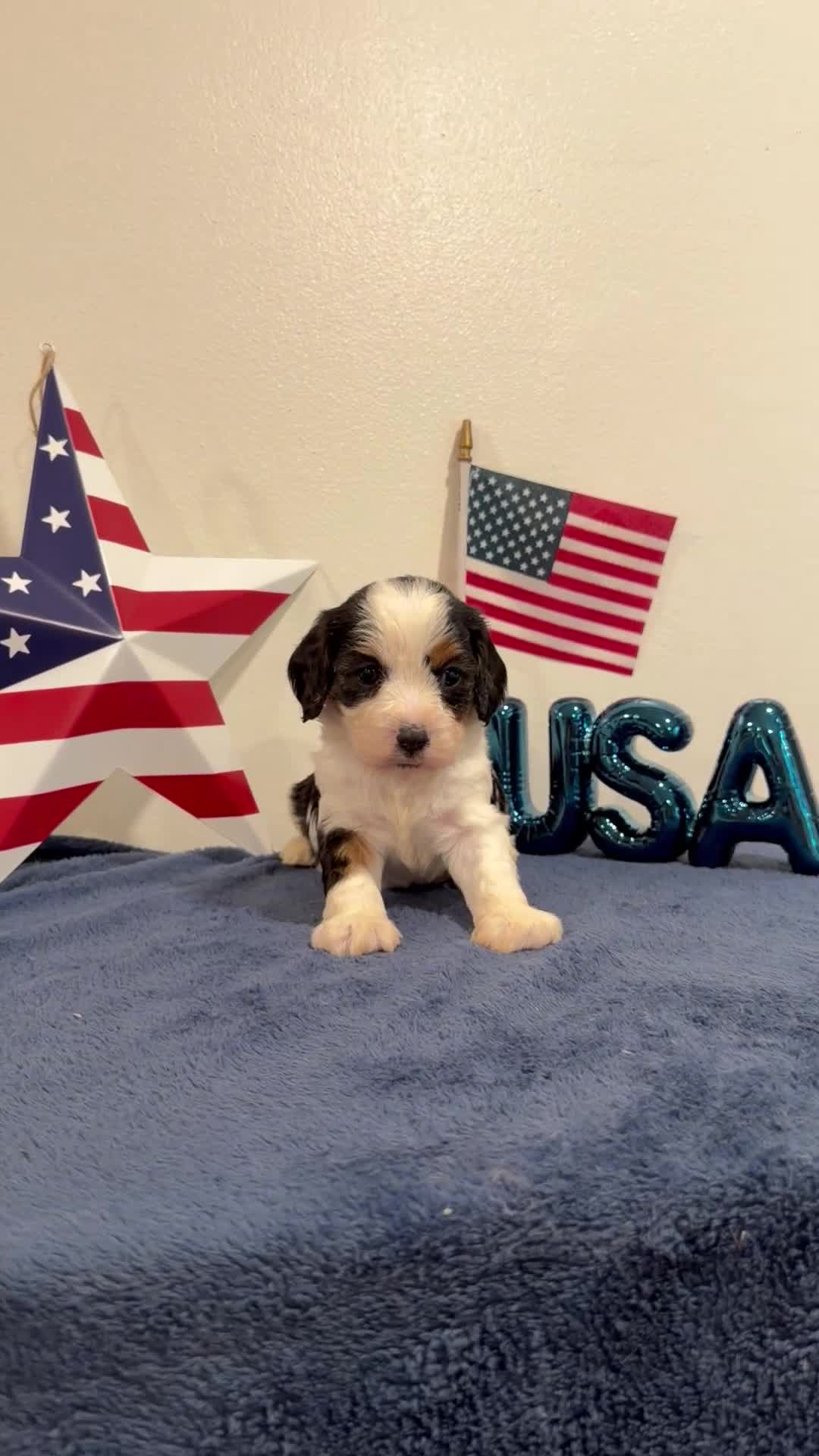 Cavapoo dogs for sale: Yankee - Video 1