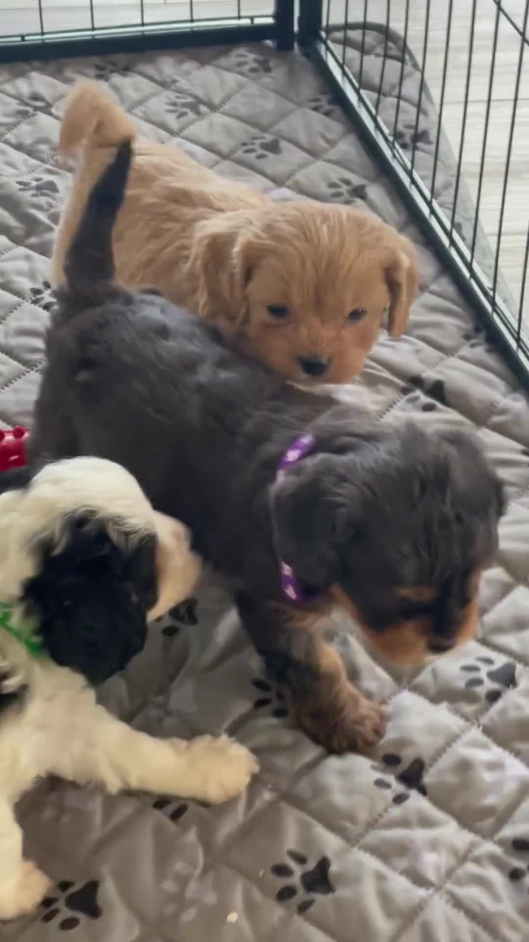 Cavapoo dogs for sale: Ms. Darla - Video 5
