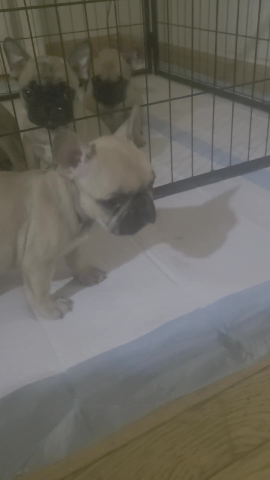French Bulldog dogs for sale: French Bulldog Puppy 3 - Video 1