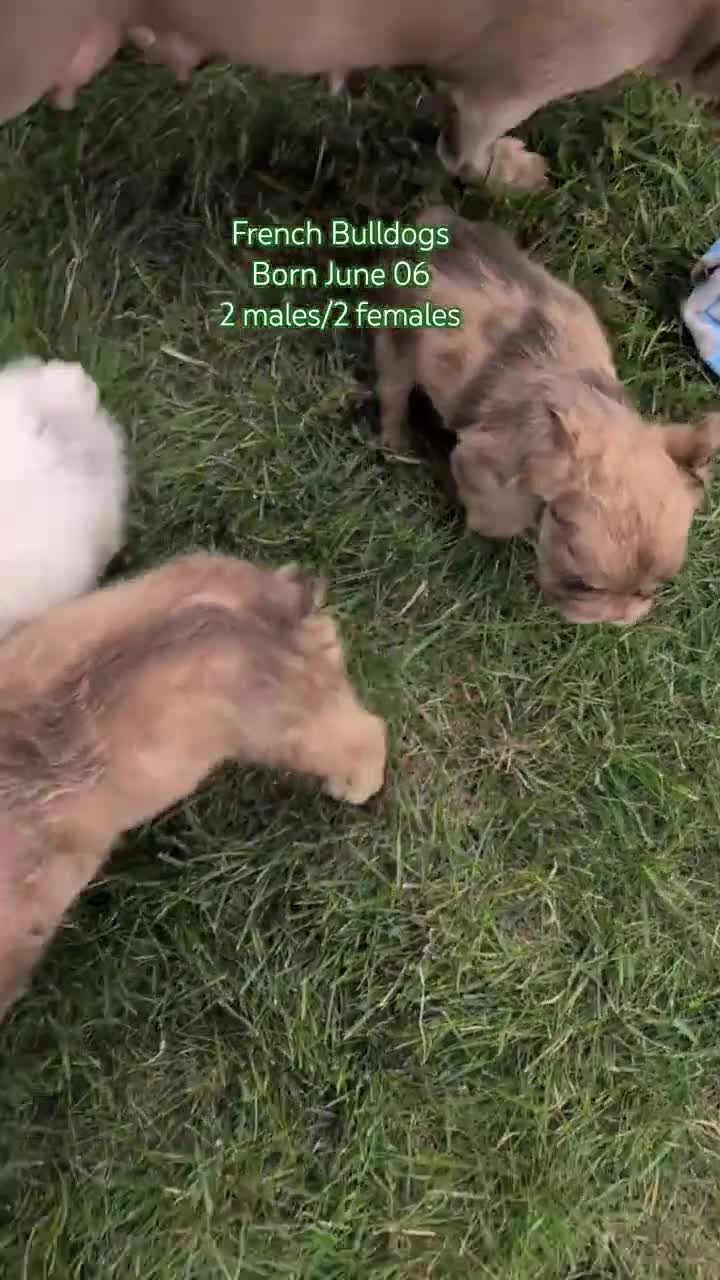 French Bulldog dogs for sale: Skye - Video 3