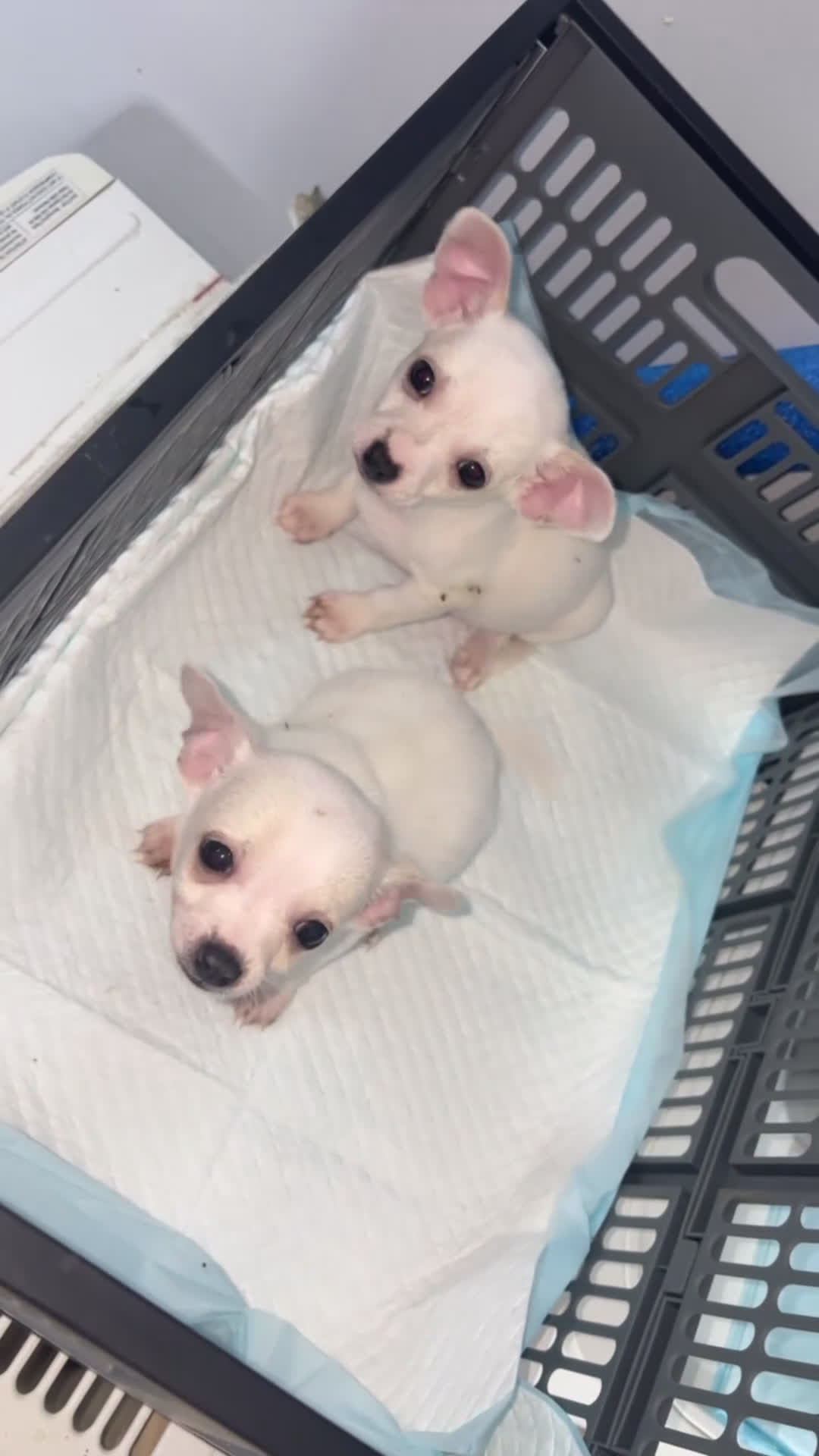 Chihuahua dogs for sale: Chihuahua Puppy 1 - Video 5