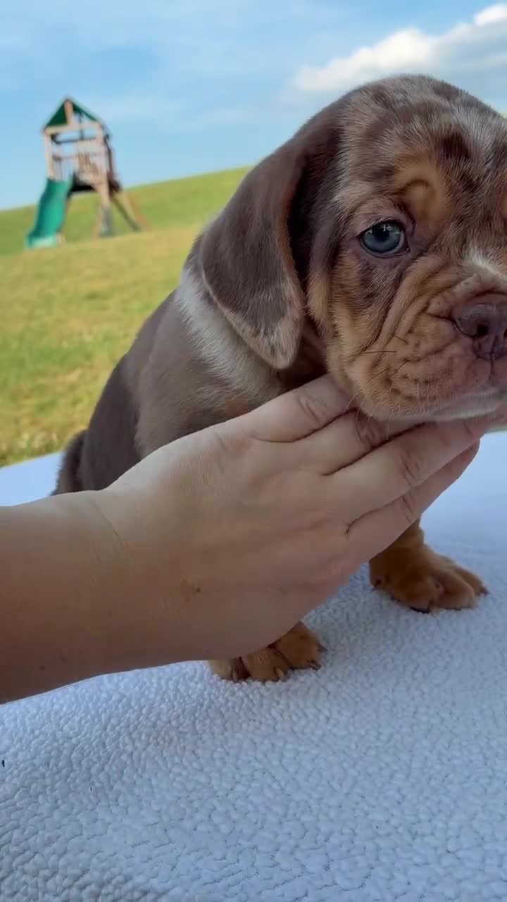 Beabull dogs for sale: Sadie - Video 1