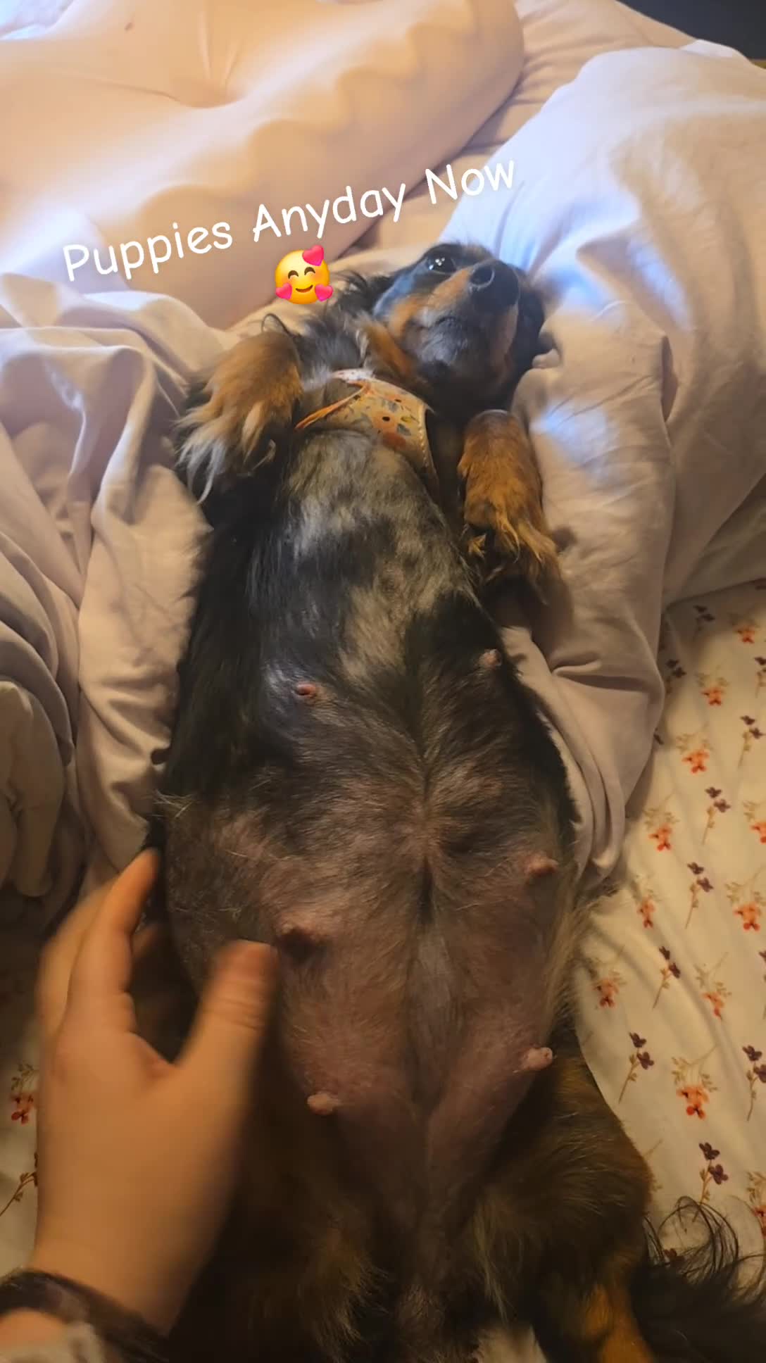 Mixed Breed dogs for sale: Lily - Video 8