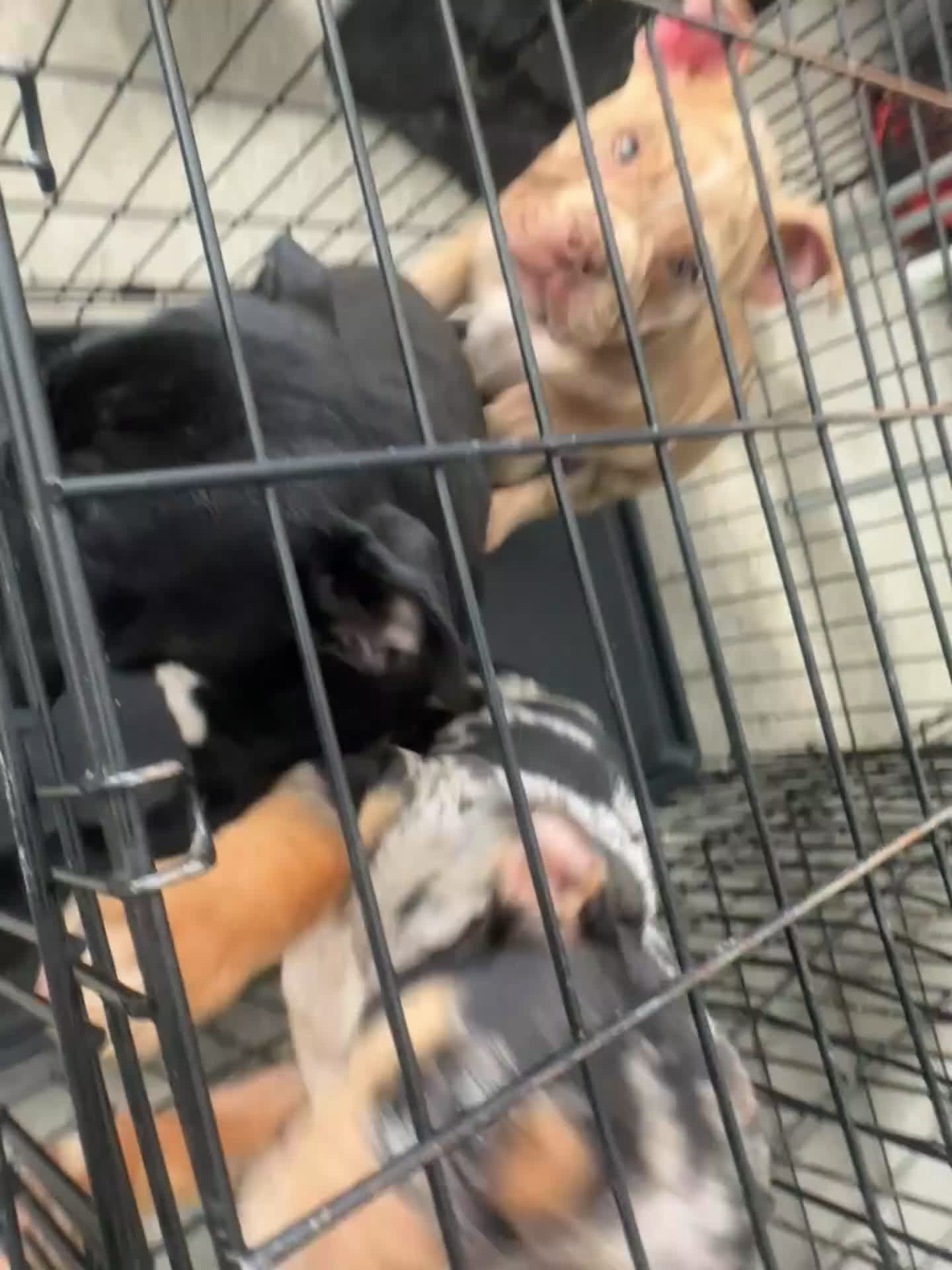 Mixed Breed dogs for sale: all black, white chest bully - Video 1