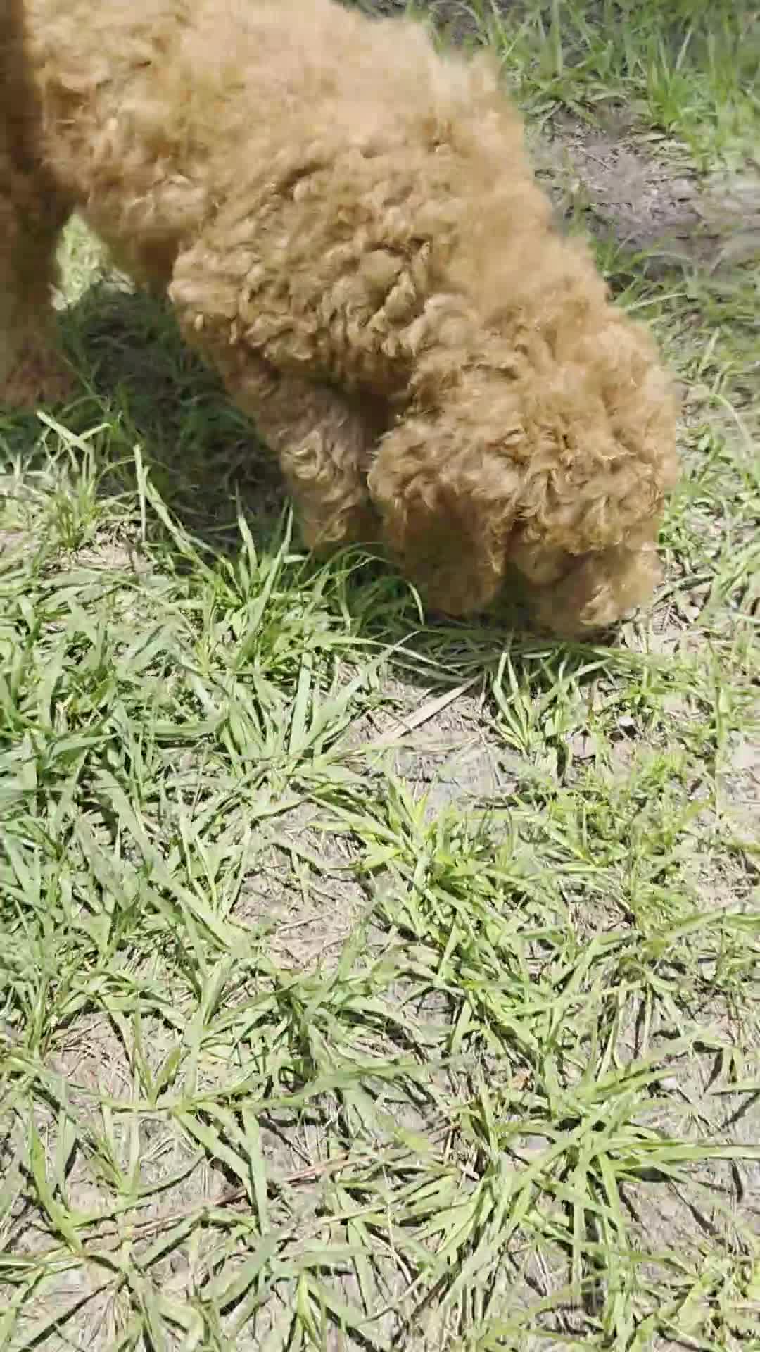 Goldendoodle dogs for sale: Teddie - Video 1