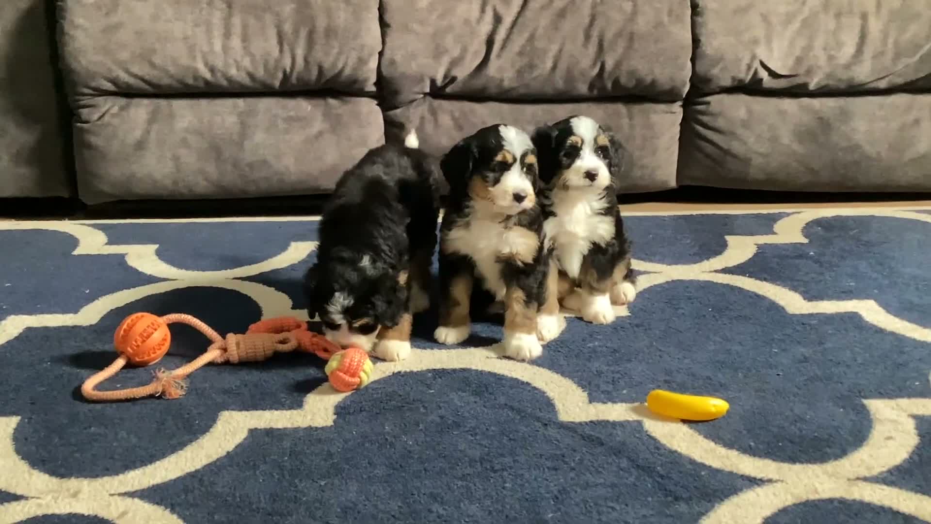 Mini Bernedoodle dogs for sale: Bennett - Video 1