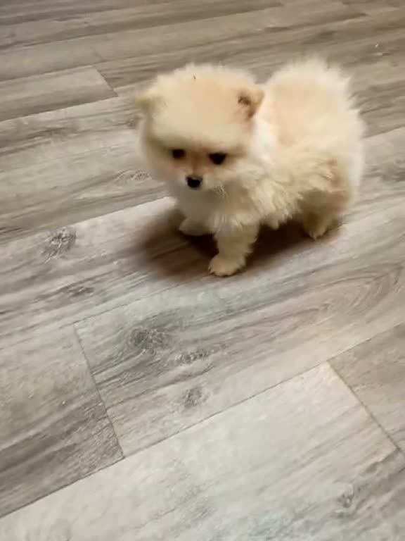 Pomeranian dogs for sale: BEAR FACE BELLA  - Video 5