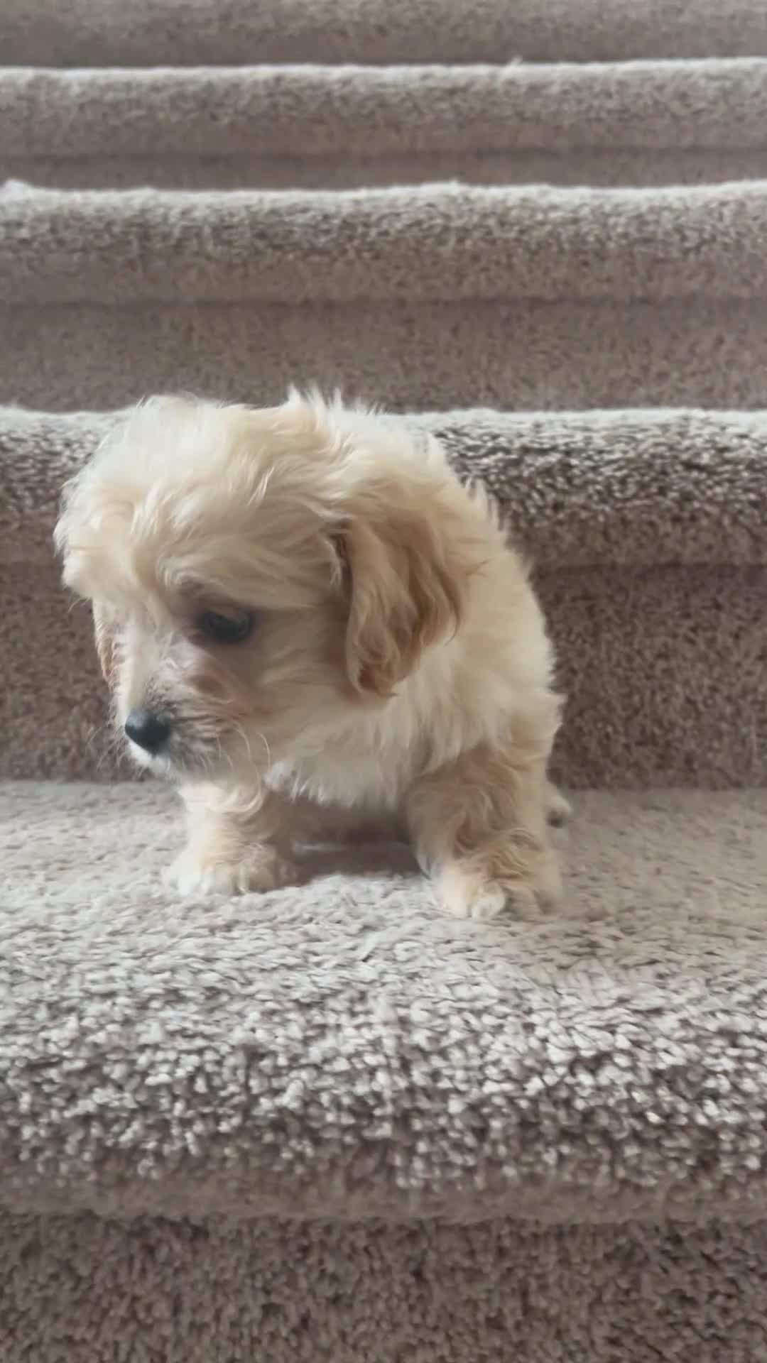 Maltipoo dogs for sale: Maltipoo Puppy 1 - Video 1
