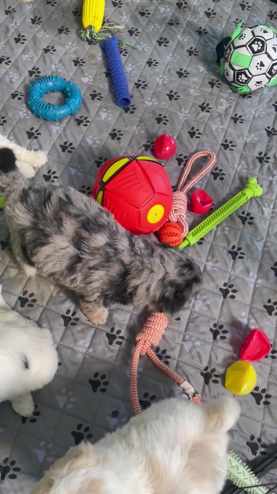Mini Goldendoodle dogs for sale: Mr. Kip - Video 1
