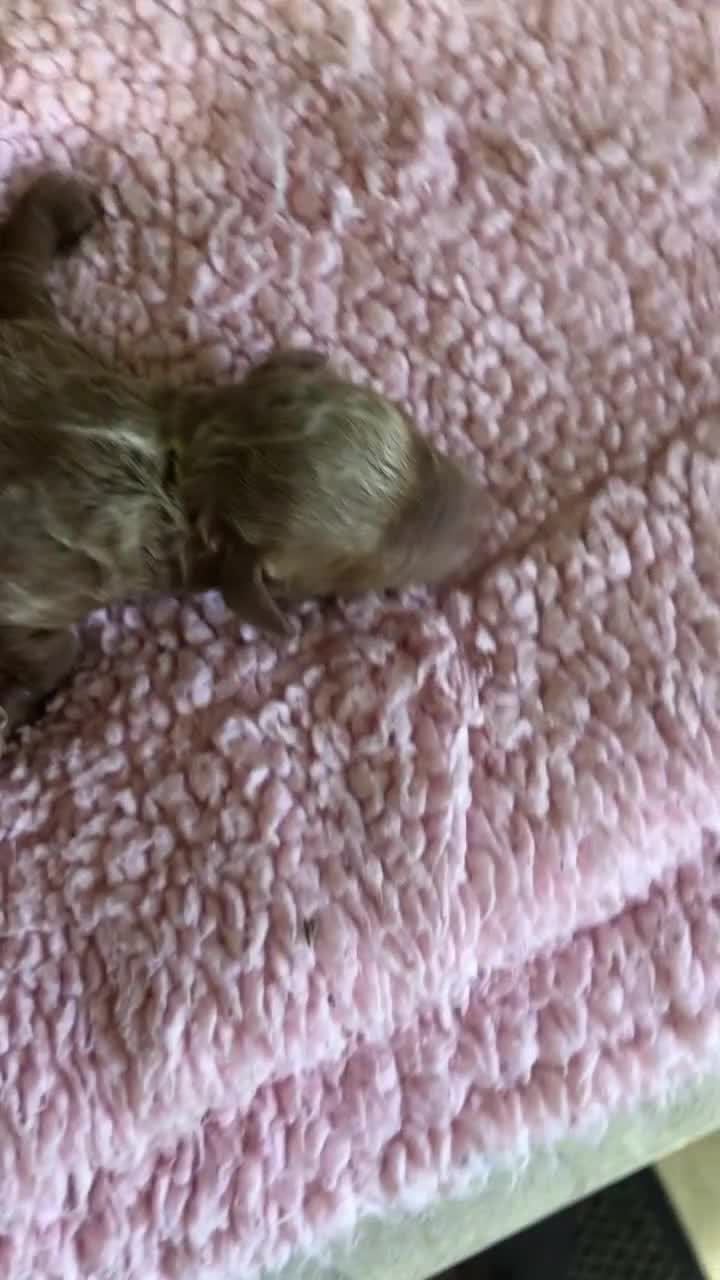 Toy Poodle dogs for sale: Zara - Video 1