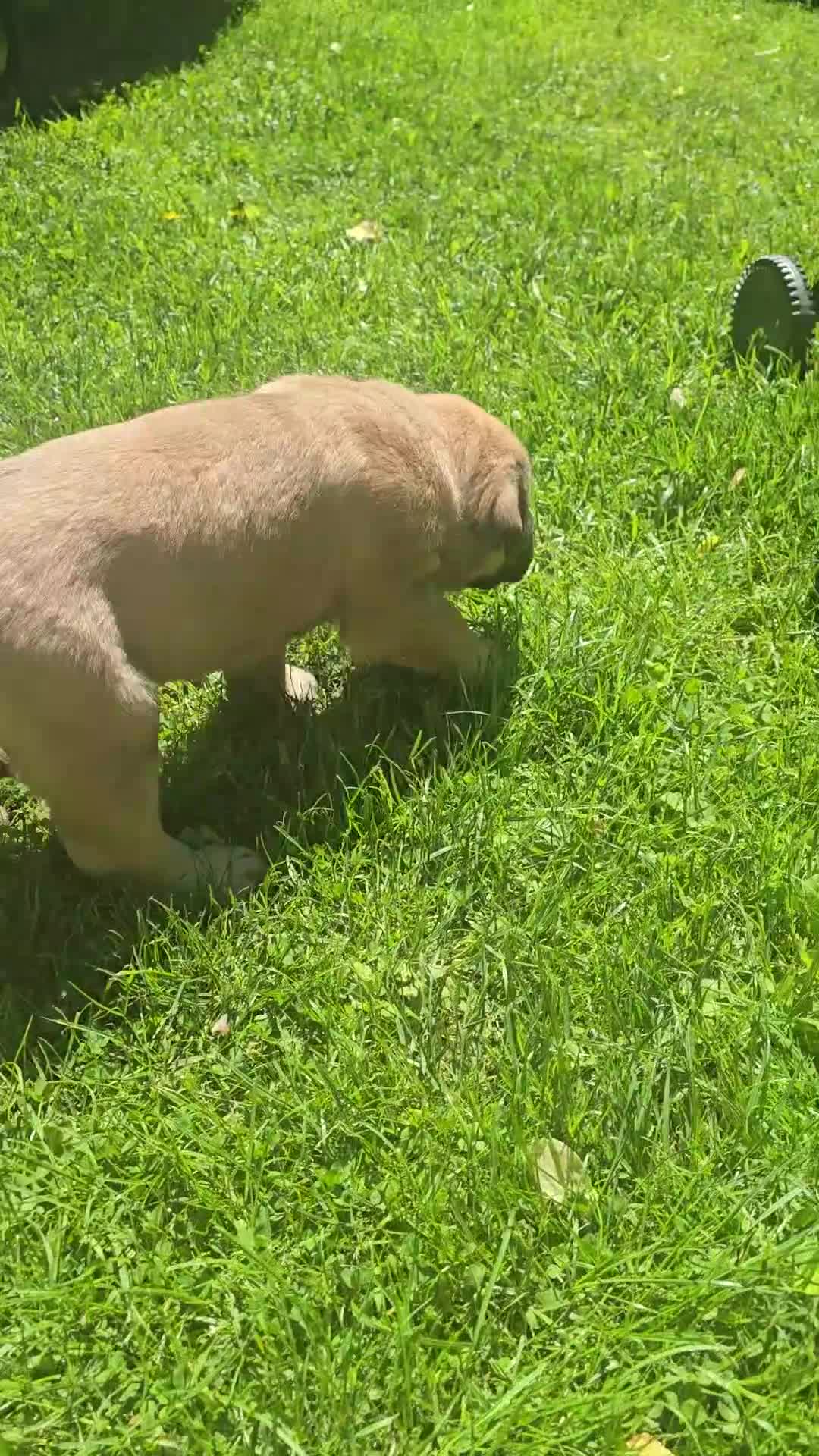 English Mastiff dogs for sale: English Mastiff Puppy 1 - Video 1