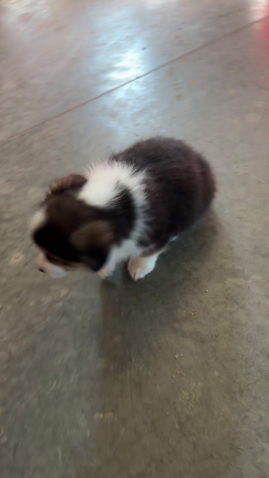 Mixed Breed dogs for sale: Luna - Video 2