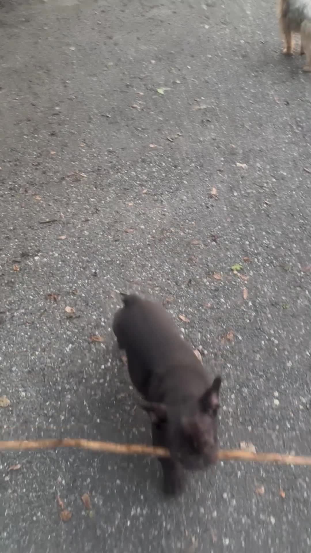 Mixed Breed dogs for sale:  Cookie Frenchie-Doodle - Video 1