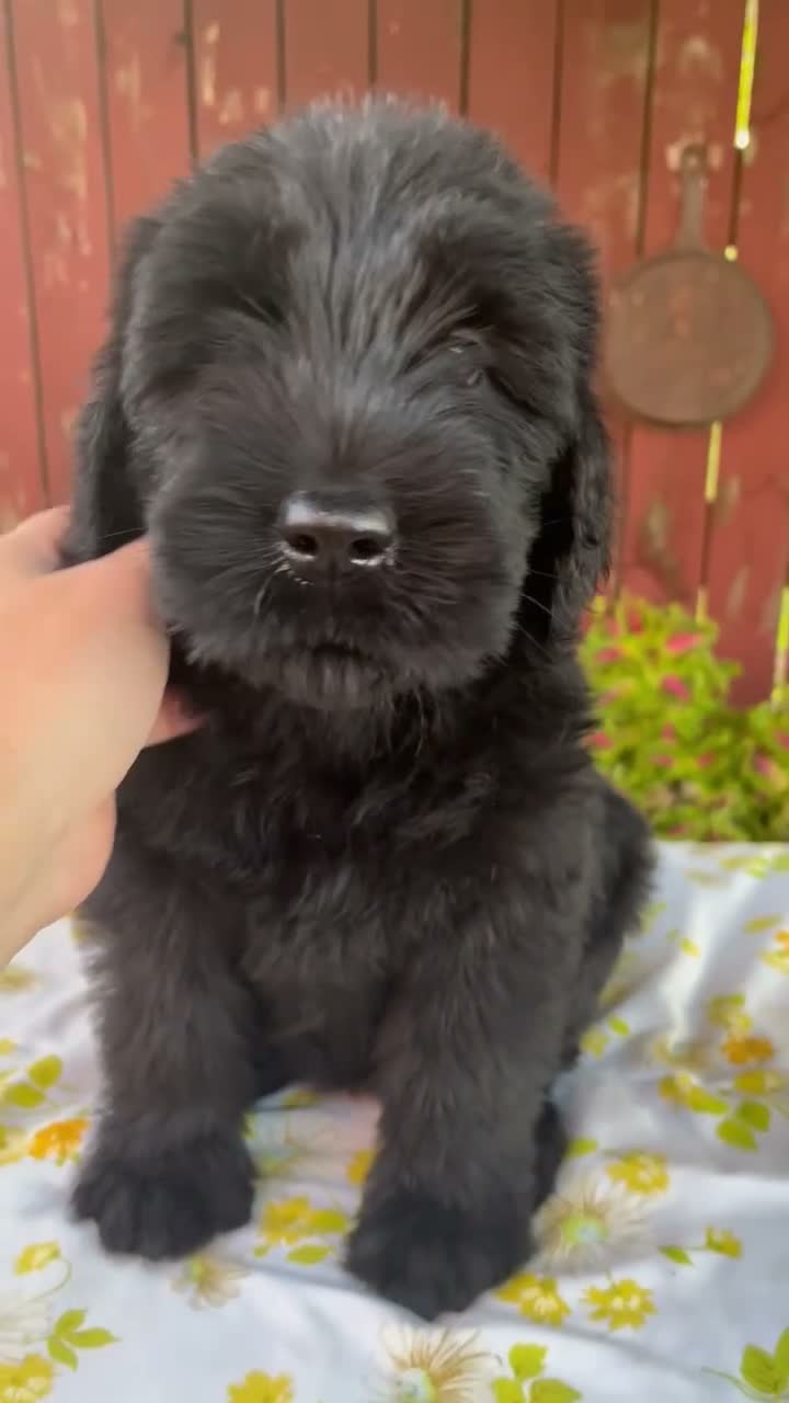 Giant Schnauzer dogs for sale: Rhonda - Video 1