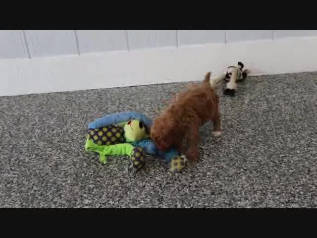Mini Goldendoodle dogs for sale: Honey - Video 7