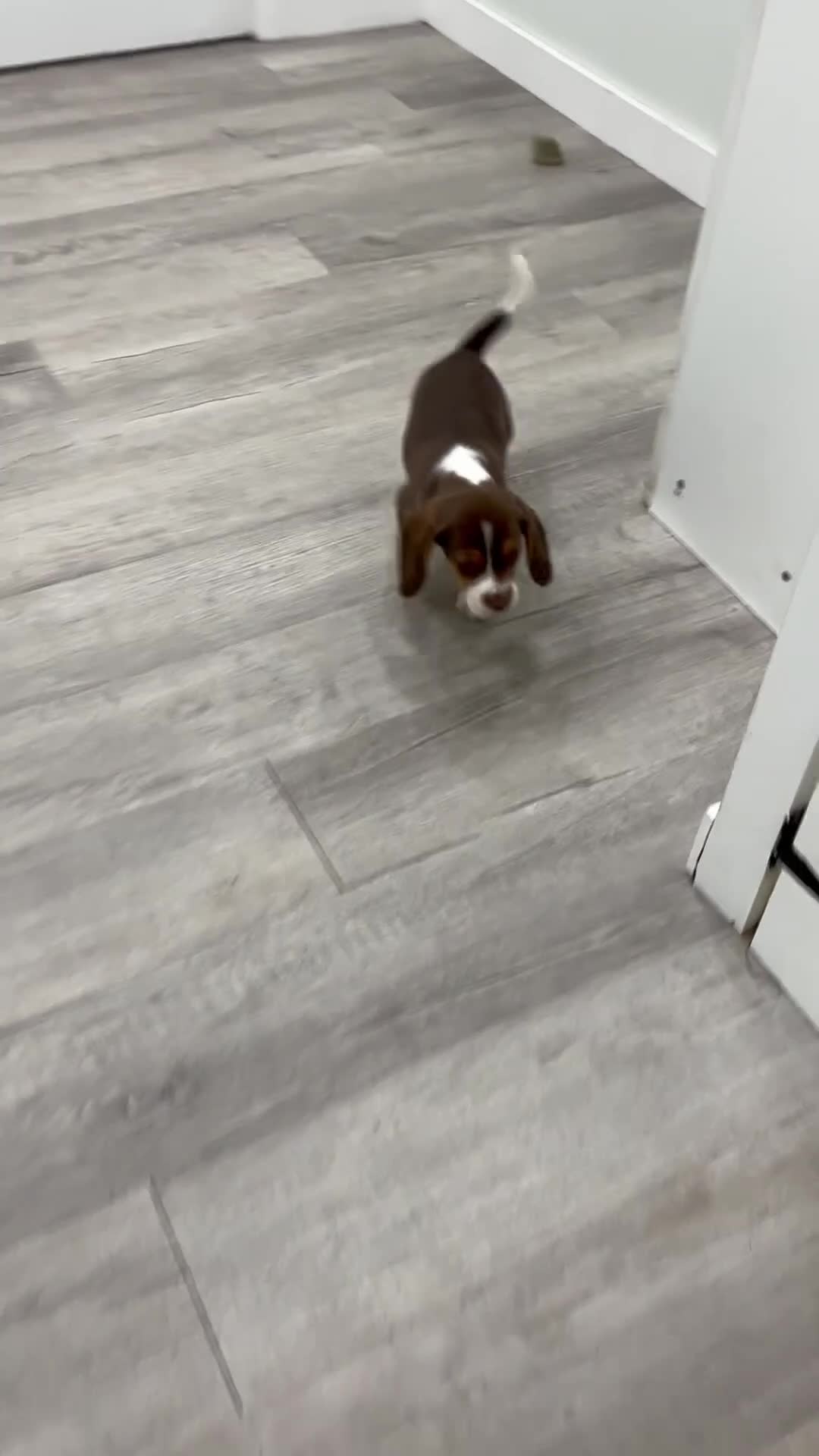 Beagle dogs for sale: Smokey - Video 1